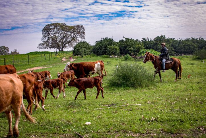 פרות רועות בשדה